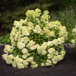 Hortenzia metlinatá (Hydrangea paniculata) ´LIVING LITTLE PASSION´® by LIVING CREATIONS® výška 20-30 cm, kont. C1,5L